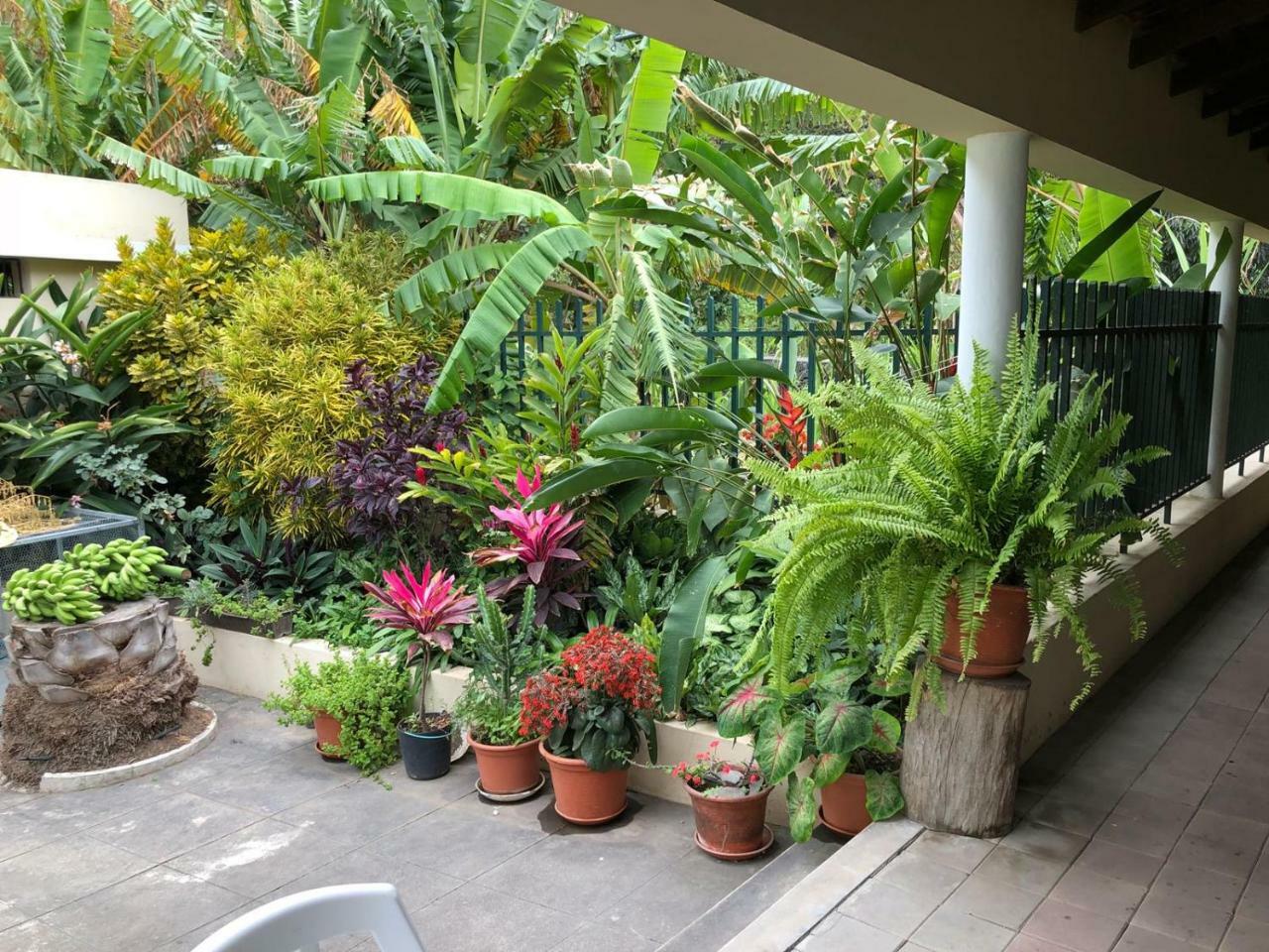 Ribeira Grande Country House Cha de Arroz Εξωτερικό φωτογραφία